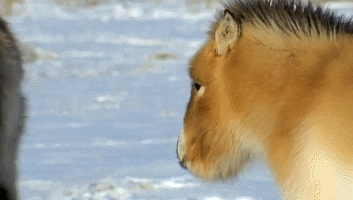 PcjDnj.gif