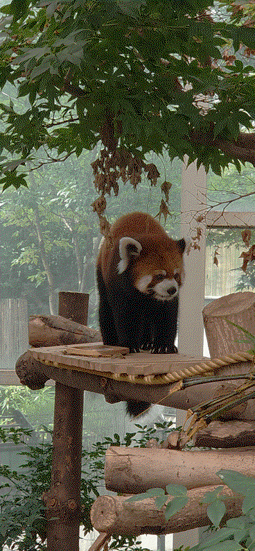Pdqsib.gif
