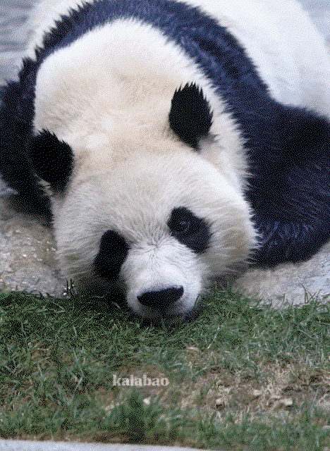 PeOBKI.gif