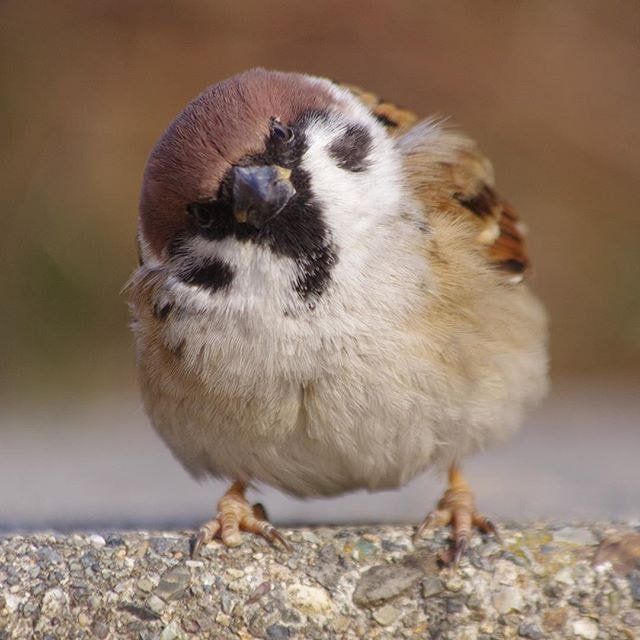 PepgtR