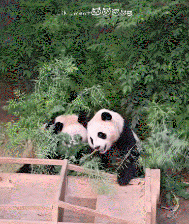 PhPIlB.gif