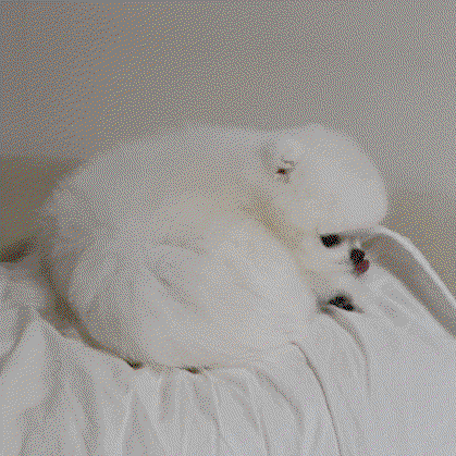 PhZkSt.gif