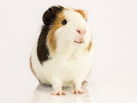 PiAQCi