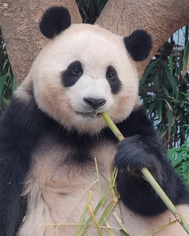 PiAemO