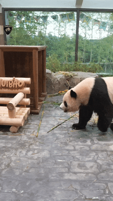 PiJuTr.gif