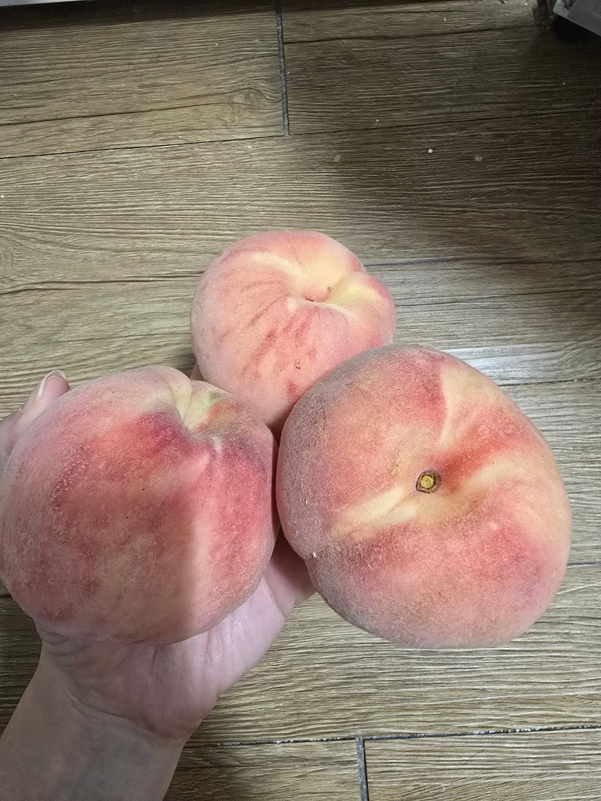 PjKjcp