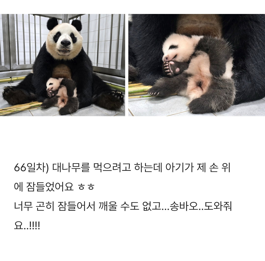PjPEIA