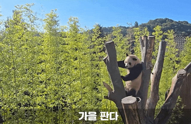 Plleii.gif