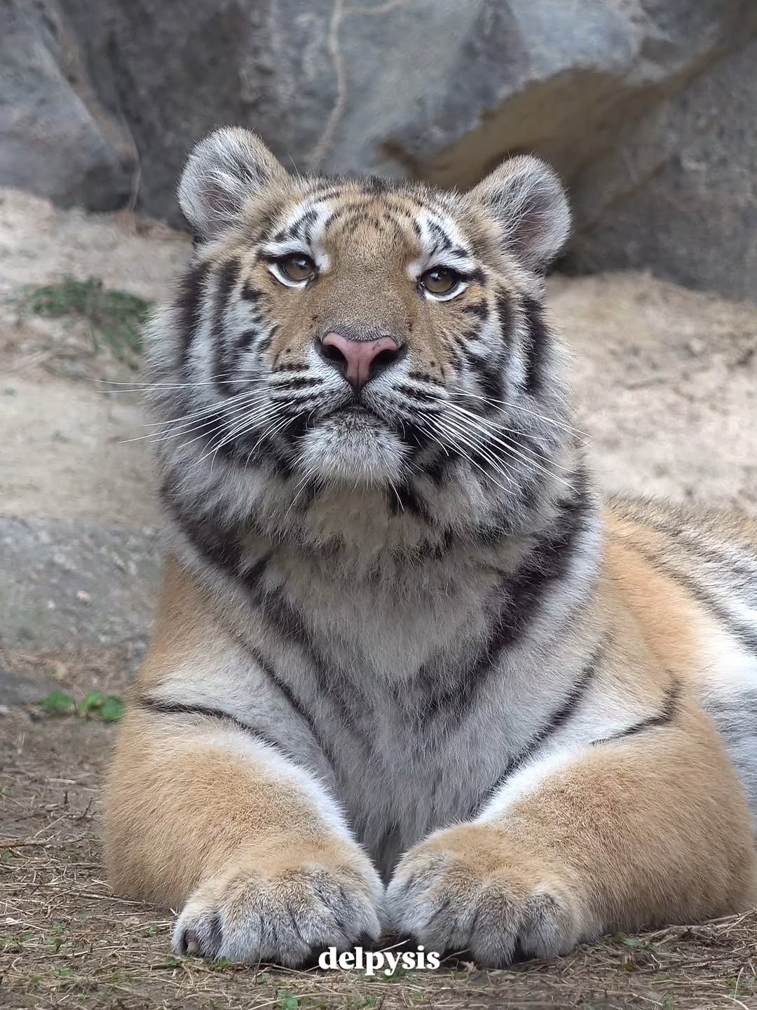 PnVPzu