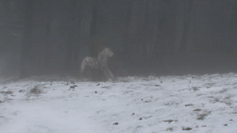 Podubr.gif