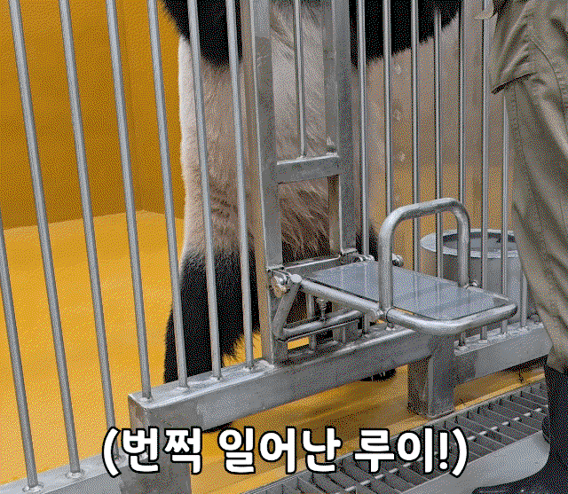 PpZybr.gif
