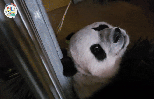 PtLsGR.gif