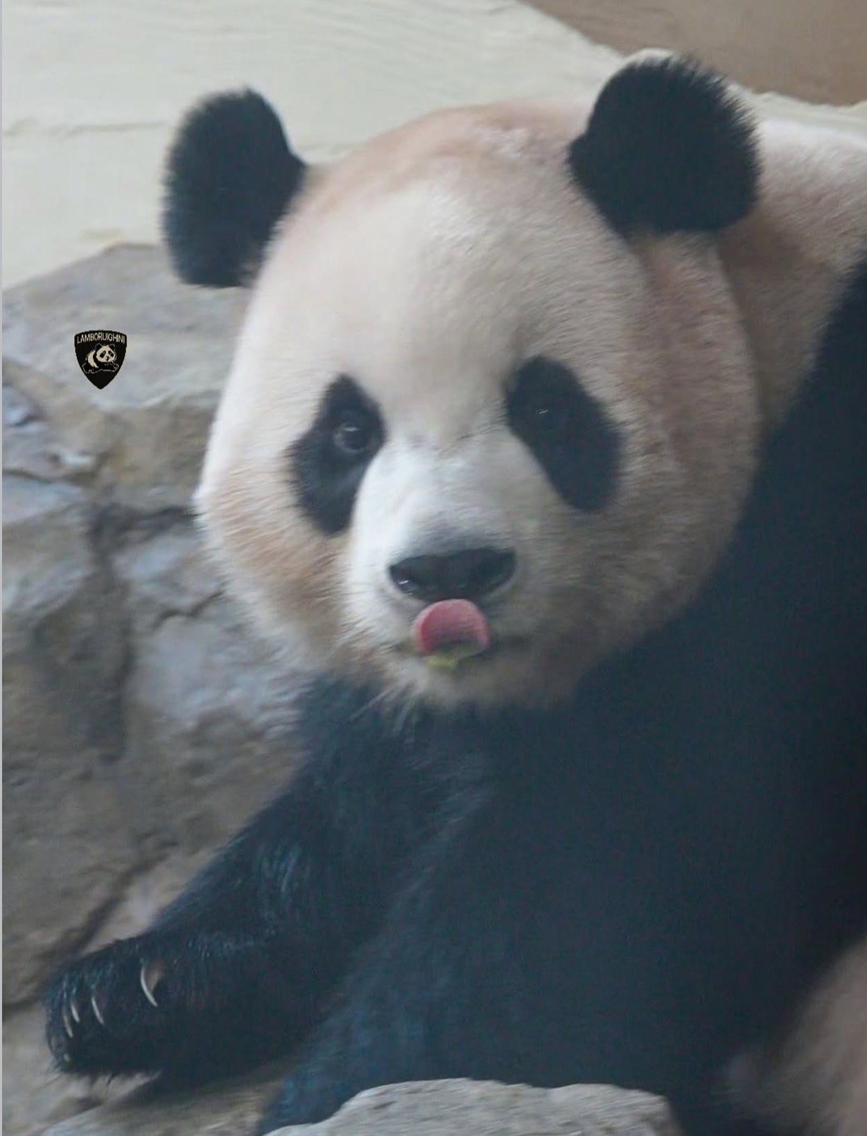 Ptxndr