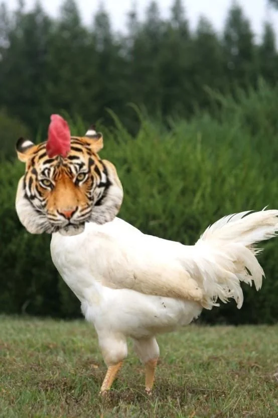 PvIxDz