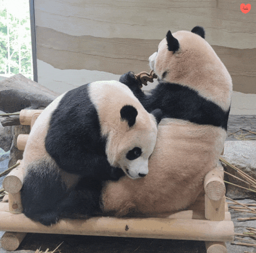 QDimYY.gif