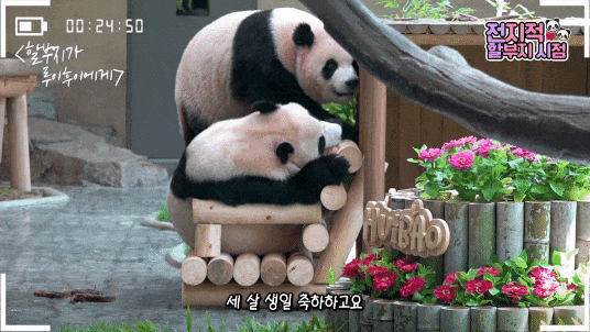 QHIMGl.gif