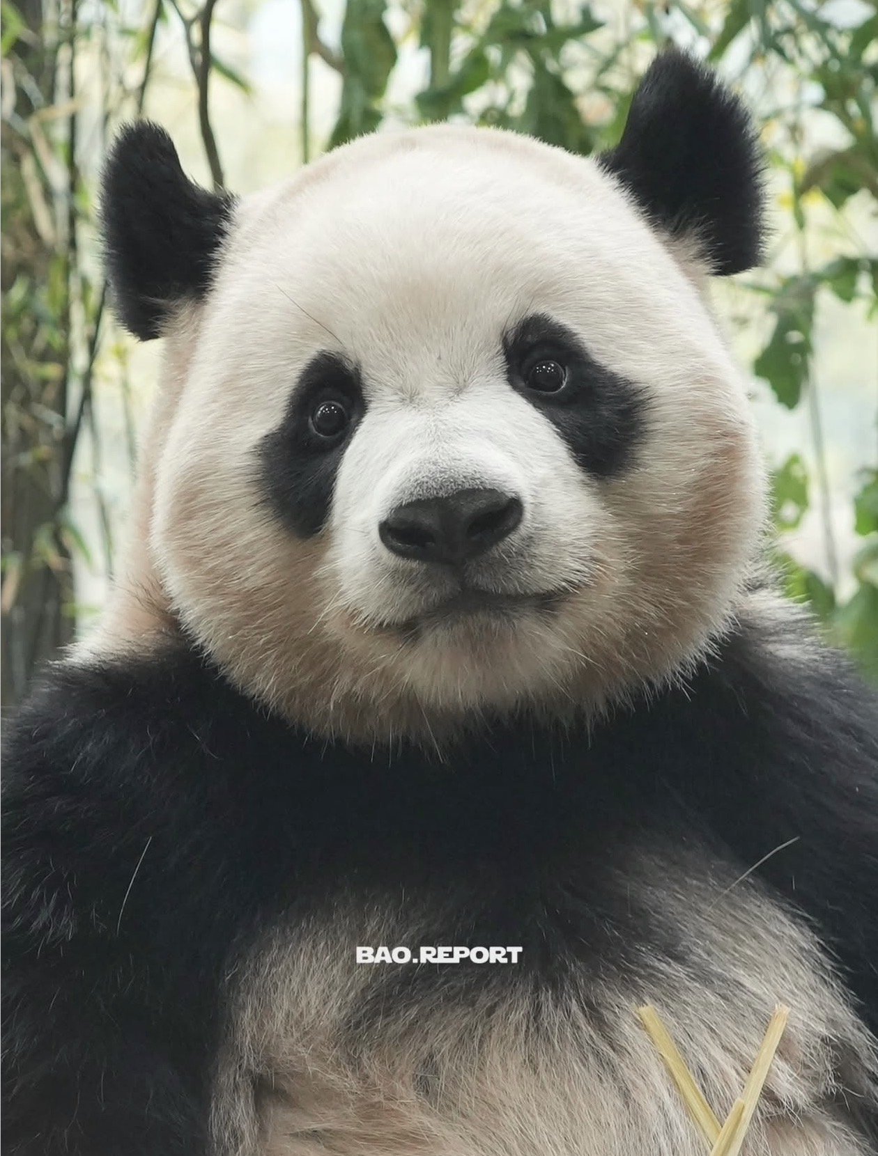 QInMXi