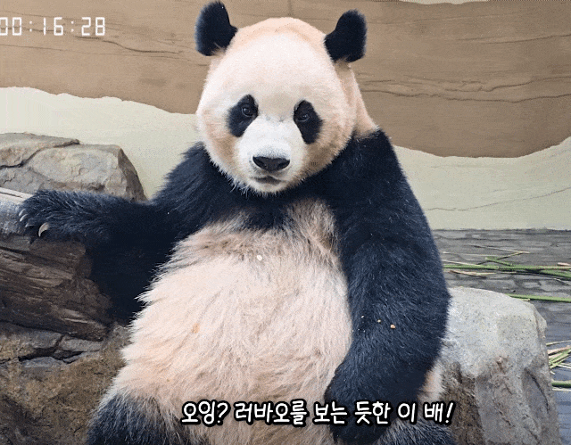 QNsdcT.gif