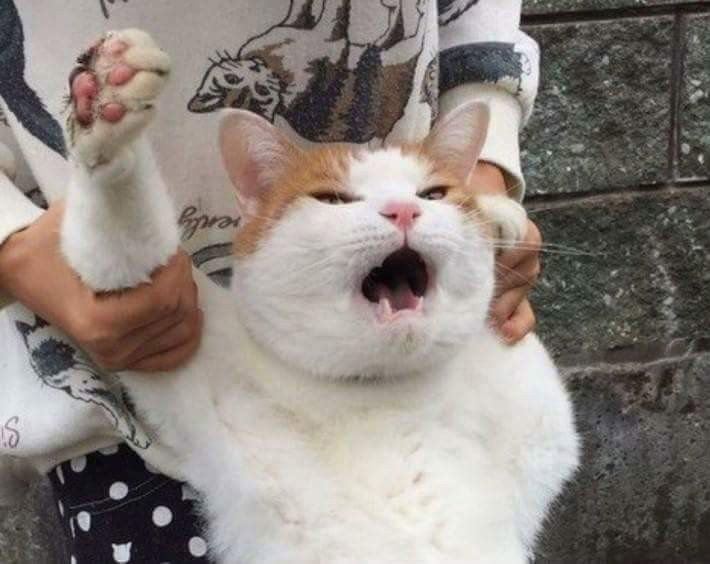 QOdFsg