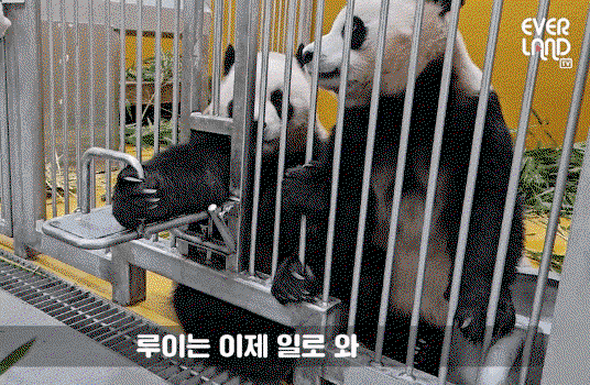 QWDzUq.gif