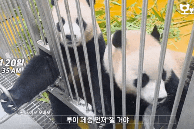 QcXvwv.gif
