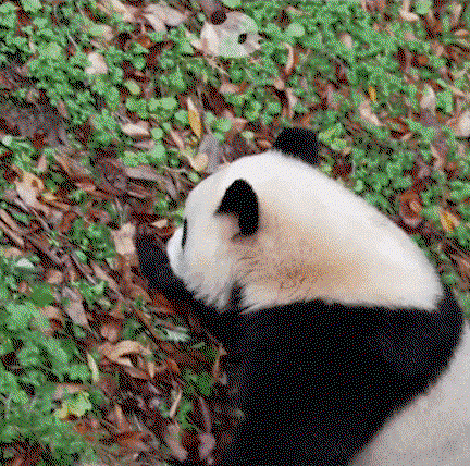 QhGVYV.gif