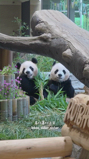 QoAdqt.gif