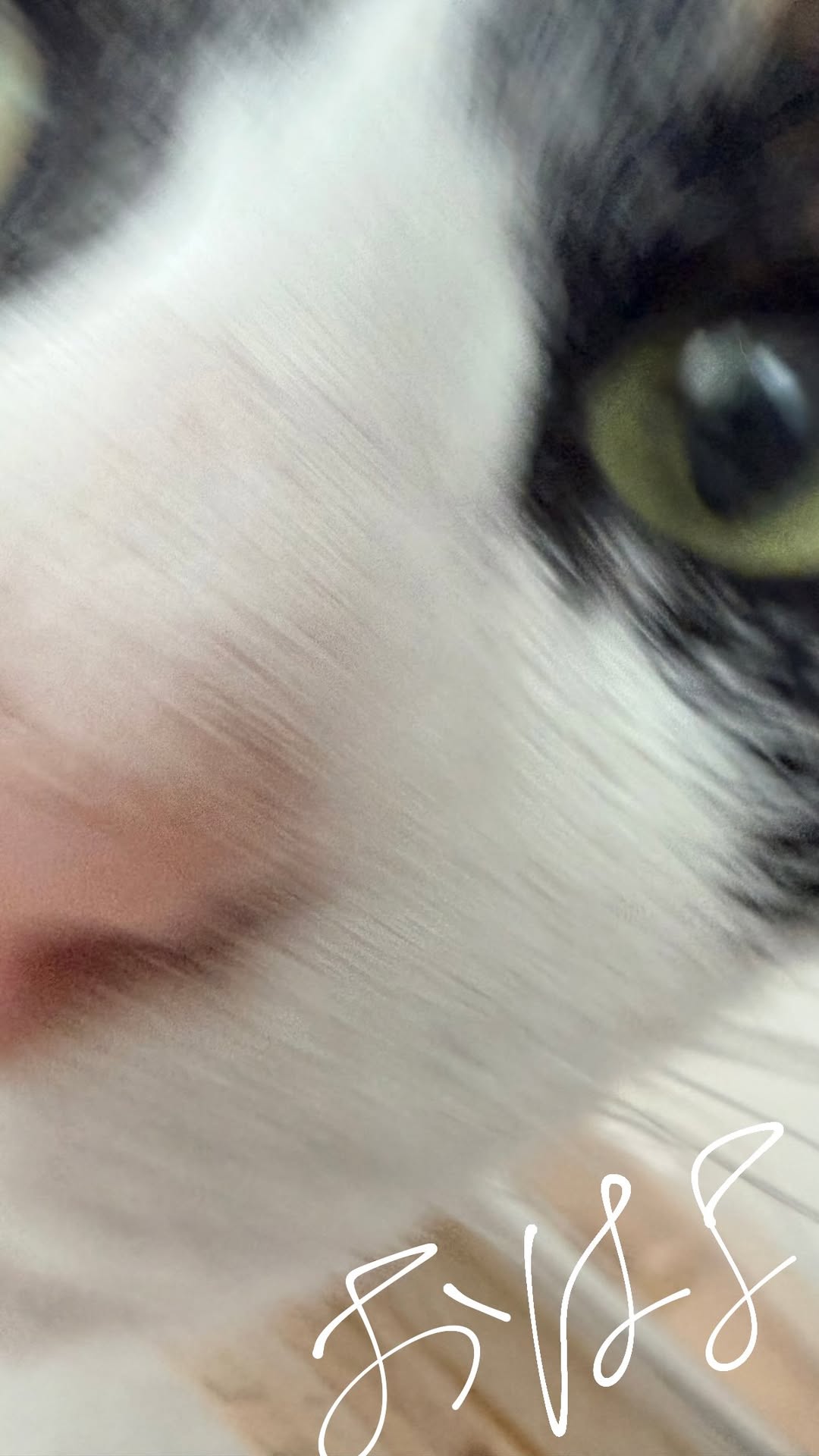QokkVb