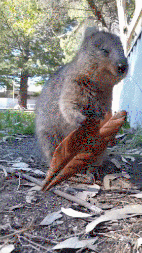 QrJPpA.gif