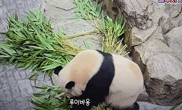 RCWpFJ.gif