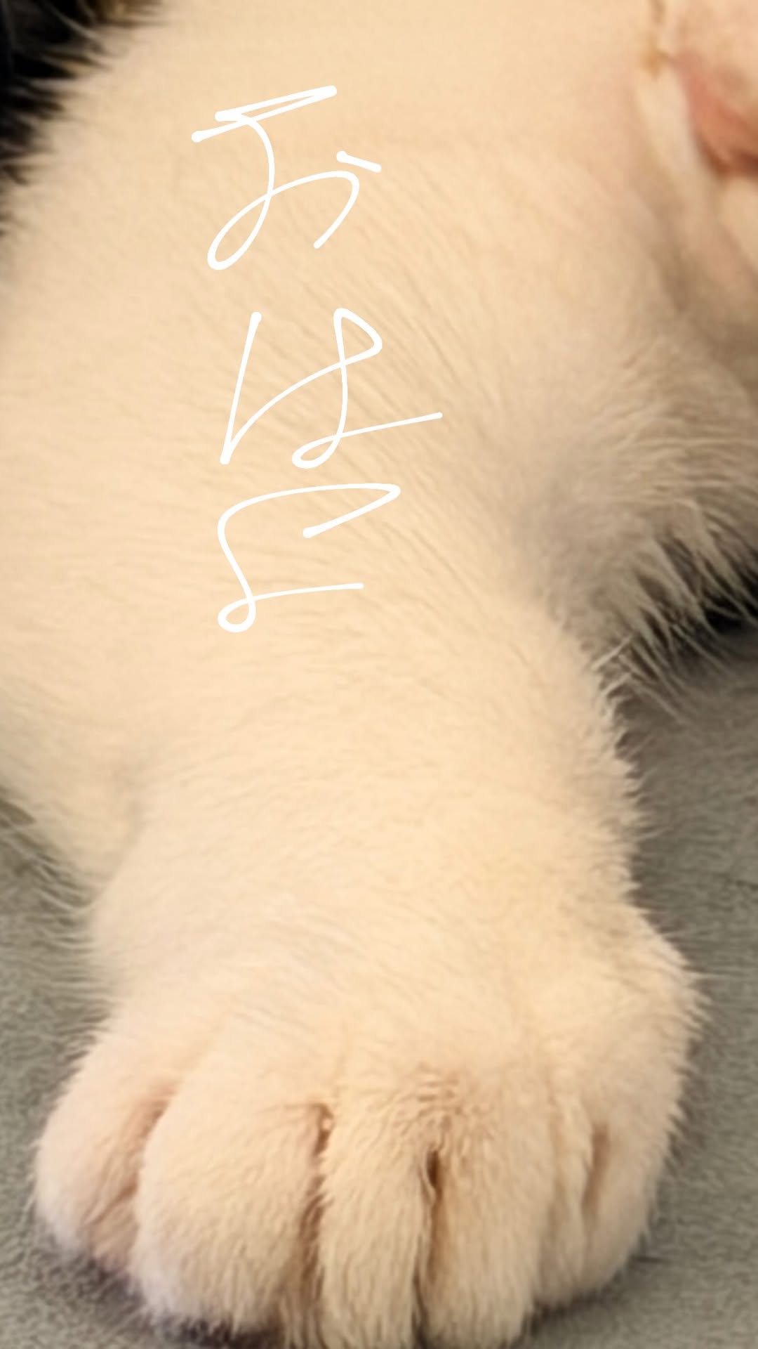 RJQOPO