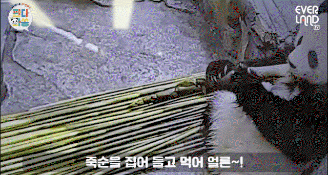 ROAtSy.gif