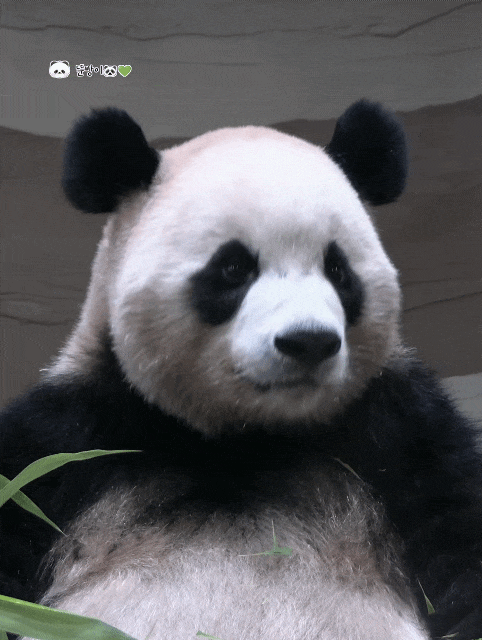 ROIXFE.gif