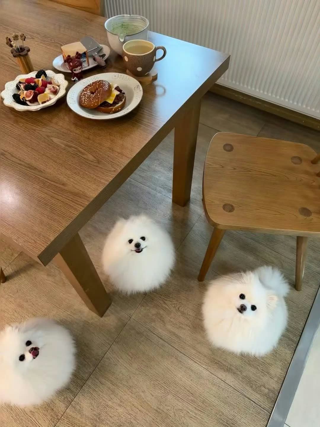 ROiIgO