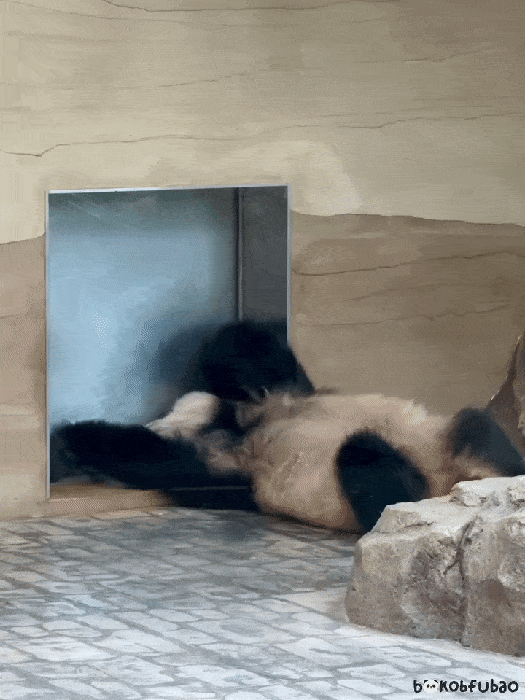RVCrZi.gif
