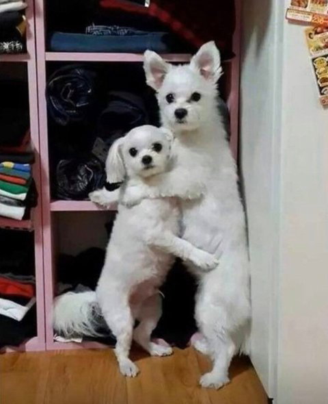 RWIebt