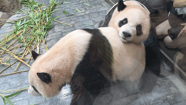 RZxhjr.gif