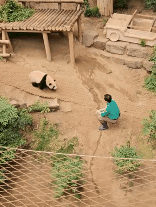 RePpBF.gif