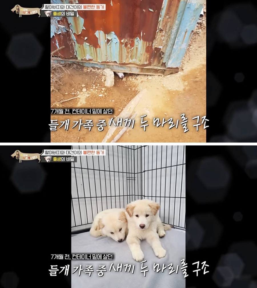 더쿠 - 할아버지 손길만 닿으면 놀라는... 세나개 출연견 중 역대급으로 소심(?)한 강아지 대건이 (스압주의)