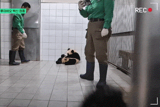 RgKFIi.gif