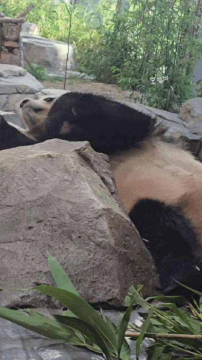 Rklulo.gif