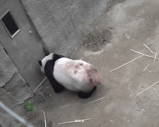 RqtNQo.gif