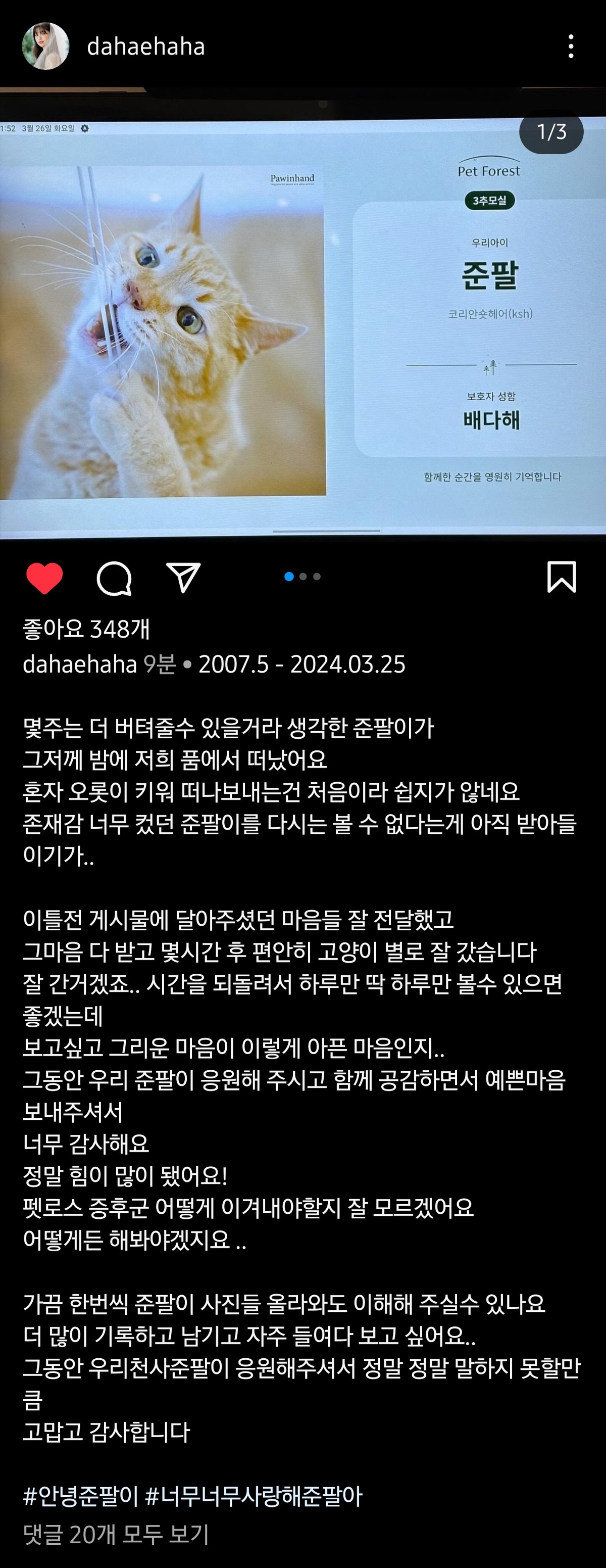 더쿠 - 거식증 고양이로 알려진 준팔이, 고양이별로 떠났다고함