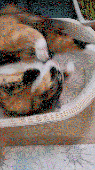 RvbUNJ.gif