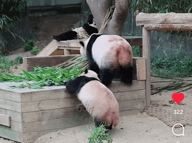 SALaxh.gif