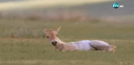 SFsbXP.gif