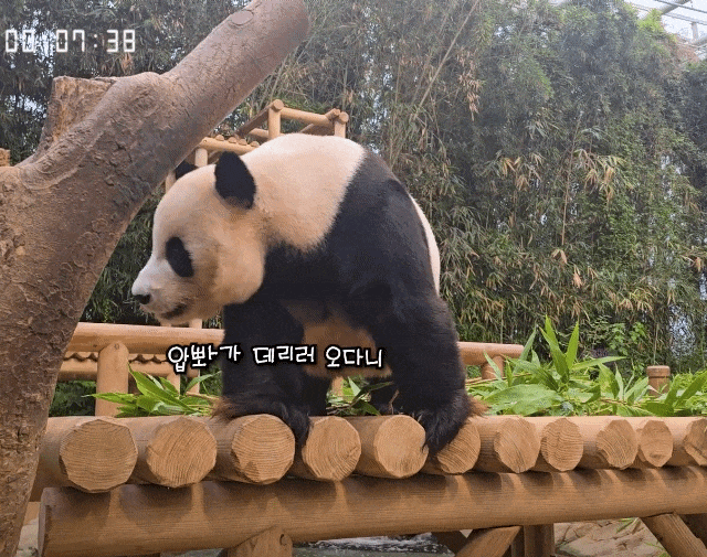 SJHcOH.gif