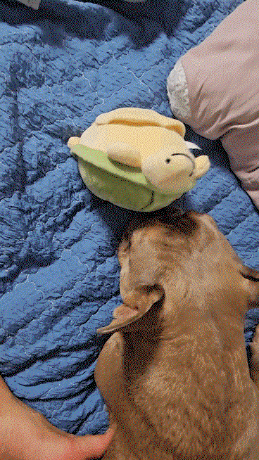 SOiNOp.gif