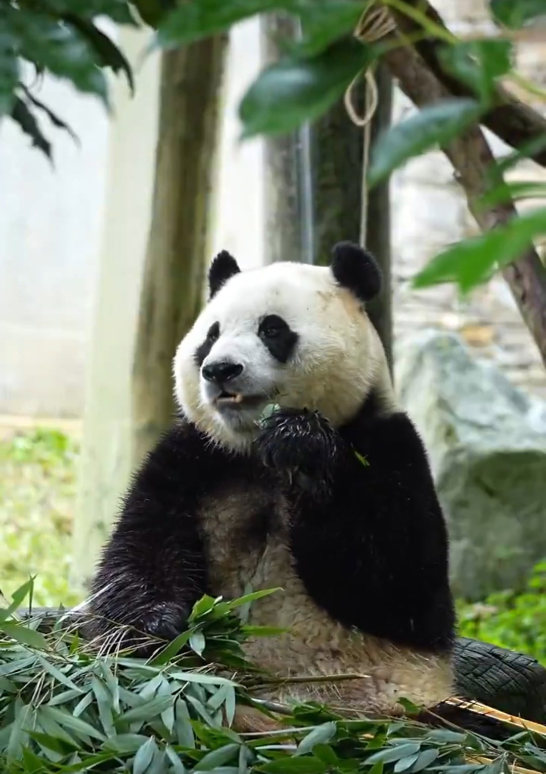 SZFwoB