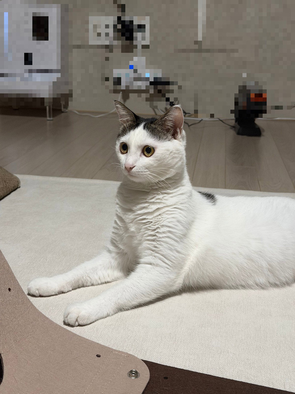 SZQIIw